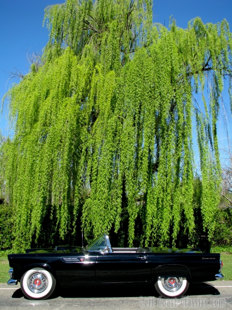 1955 Ford Thunderbird