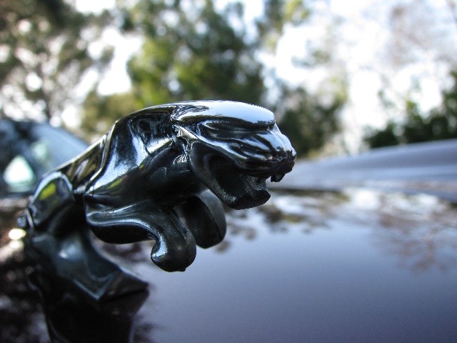 1985 Jaguar Sovereign Close-up